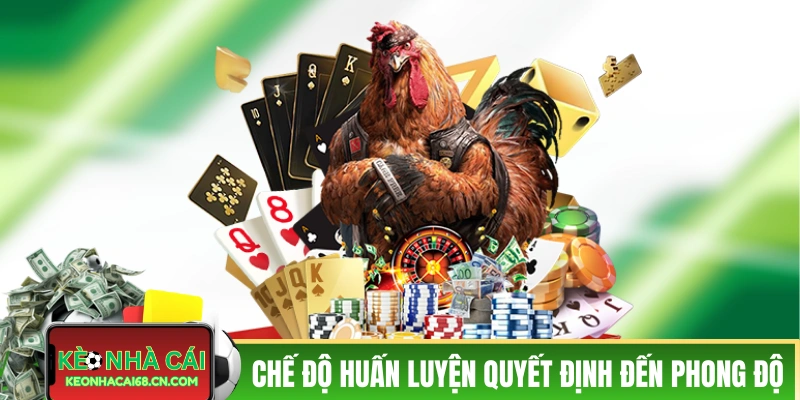 Mẹo Cược Đá Gà - 3 Chiến Thuật Hiệu Quả Trong Thực Tế 4 Chế độ huấn luyện quyết định đến phong độ