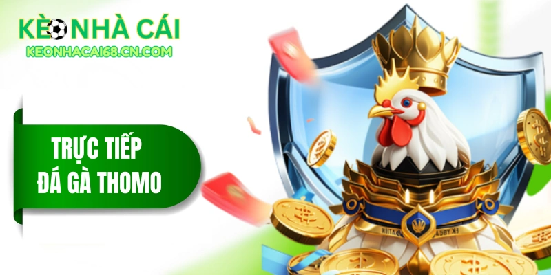 Trực Tiếp Đá Gà Thomo: Sân Chơi Của Chiến Kê Tài Năng